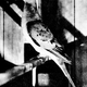 Image for article titled Who perpetrated the Great Duck Egg Scare of 1895?